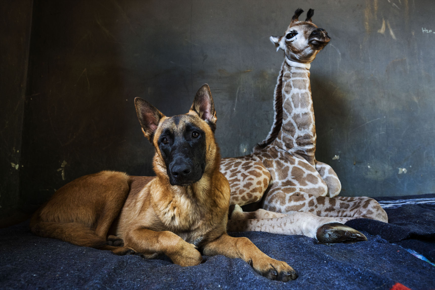 APTOPIX South Africa Orphan Giraffe